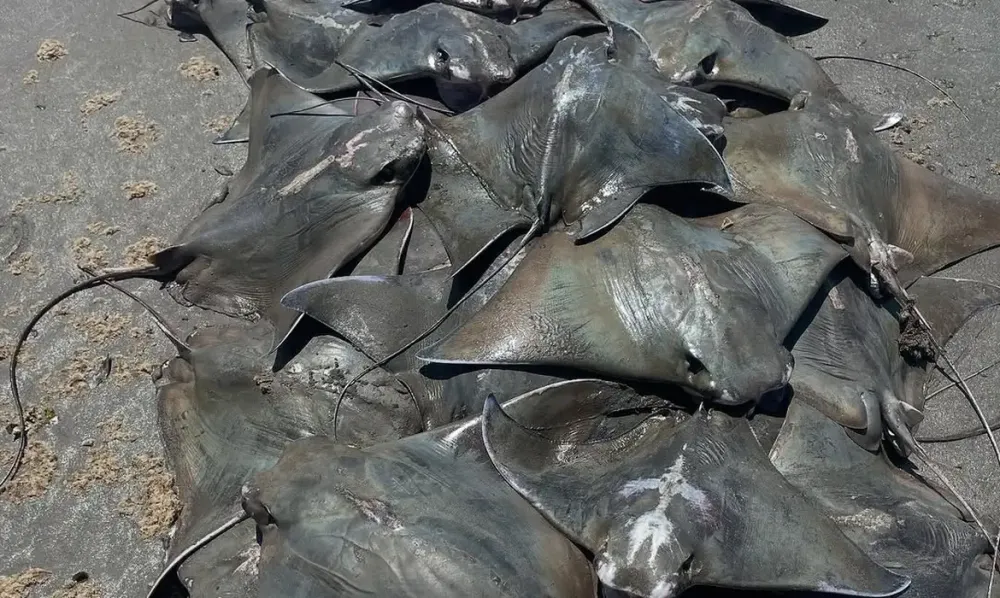 Cerca de 250 raias Ticonha são encontradas mortas no litoral paulista