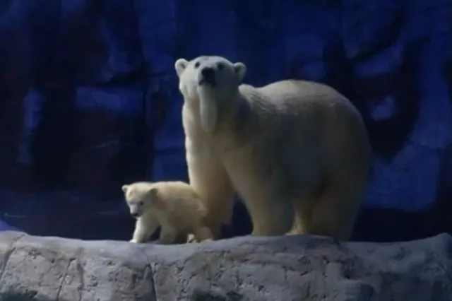 Vídeo: 1º urso polar nascido na América Latina é levado ao público
