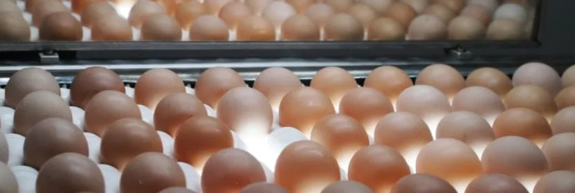 Produtores mineiros de leite, mel e ovos têm mercado de comercialização ampliado para todo o país
