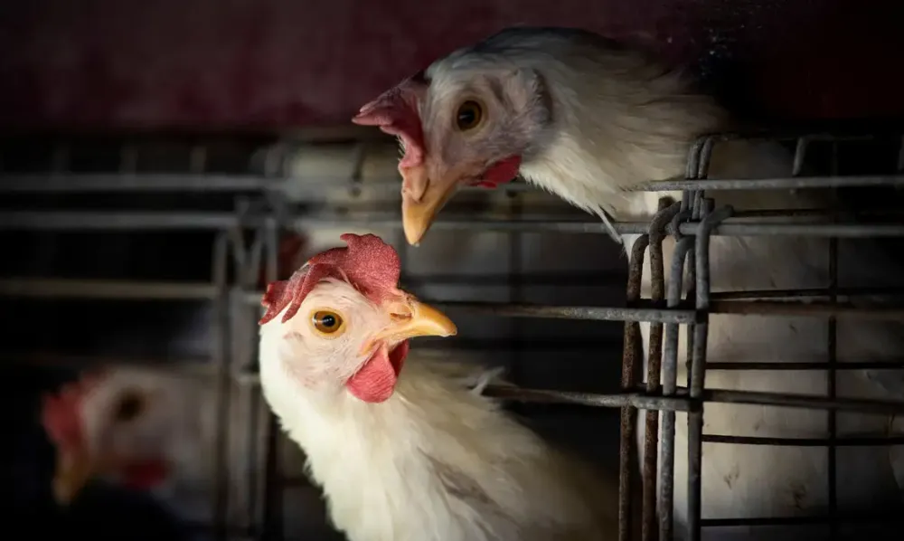 Gripe aviária: Brasil confirma dois focos e investiga seis casos