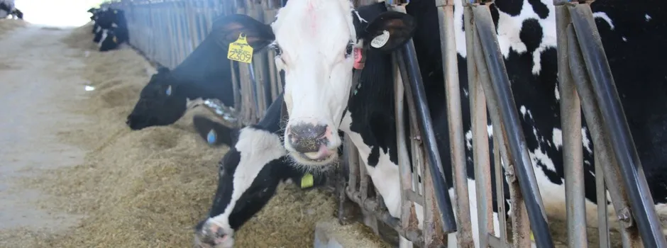 Pesquisa mineira avança em alternativas para mitigar gases de efeito estufa na agropecuária