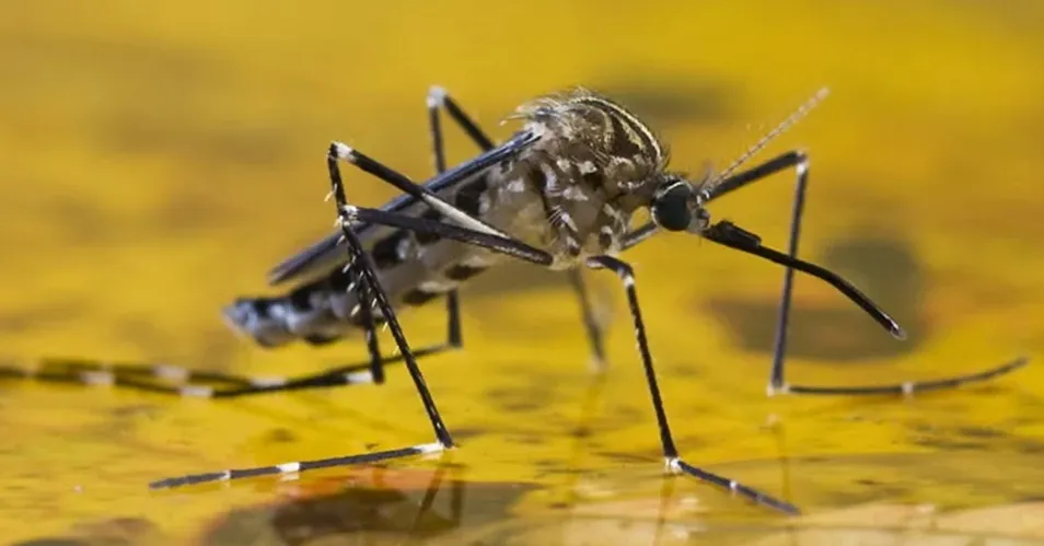 Febre amarela: Saúde atualiza casos em Bragança Paulista