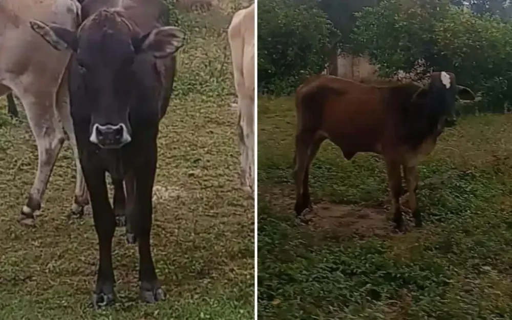 Desaparecimento de novilhas preocupa moradores em Vargem