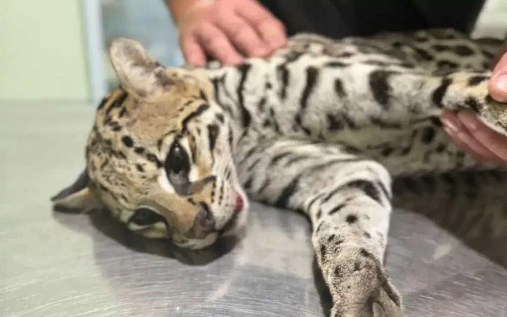 Jaguatirica morre após ser atropelada em rodovia de Amparo