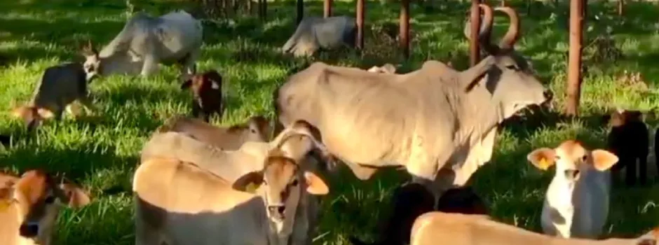 Minas antecipa debates da COP 30 e foca em estratégias para o agro sustentável