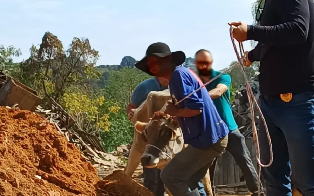 Vaca vítima de maus-tratos é resgatada pela Prefeitura e Polícia Civil em Bragança Paulista