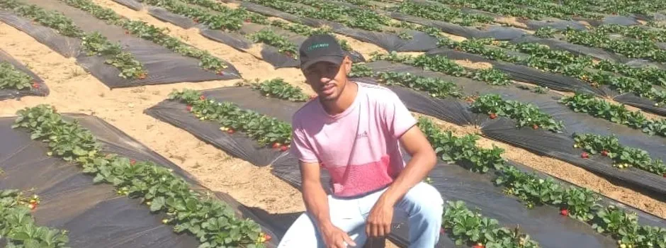 Programa Futuro no Campo incentiva jovem produtor a iniciar cultivo de morangos em Seritinga