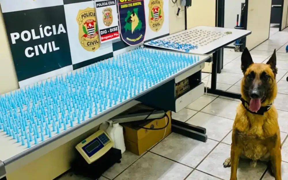 Cão K-9 Iron auxilia DISE da Polícia Civil em apreensão de drogas na Vila David
