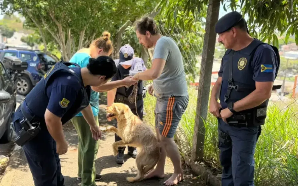 GCM resgata cadela Madalena após acidente e devolve animal à família em Bragança Paulista