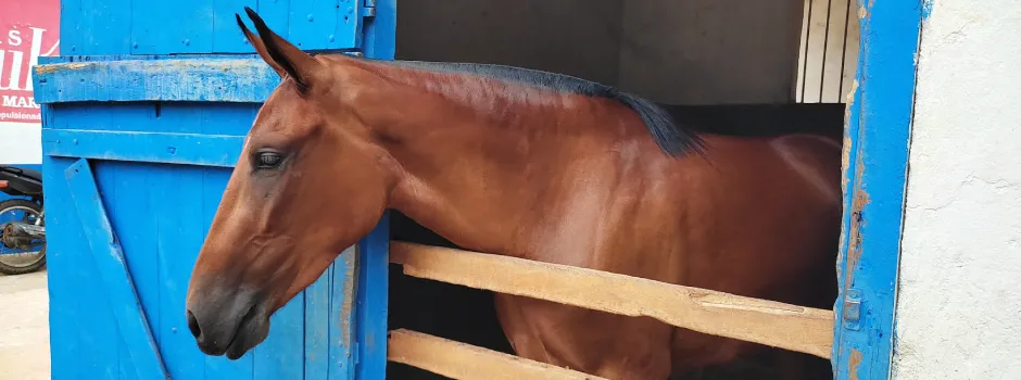 Passaporte Sanitário Equestre moderniza trânsito de equídeos em Minas