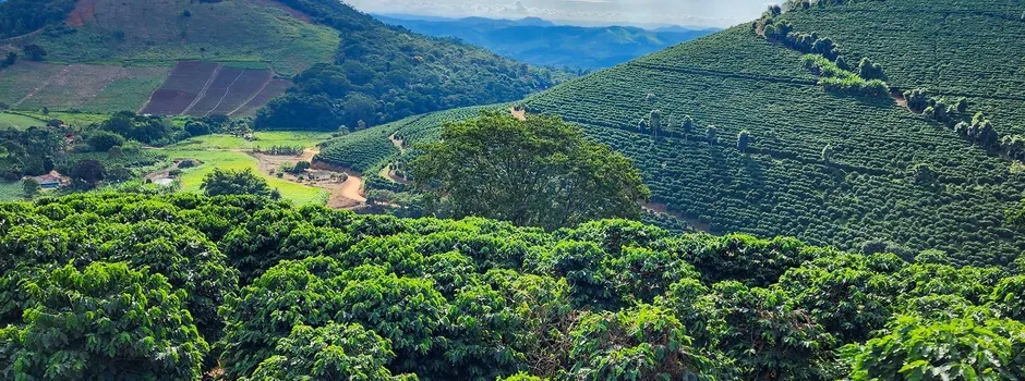 Valor Bruto da Produção agropecuária mineira deve alcançar valor recorde de R$ 168,1 bilhões em 2025