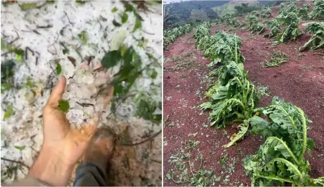 Redes sociais/Reprodução