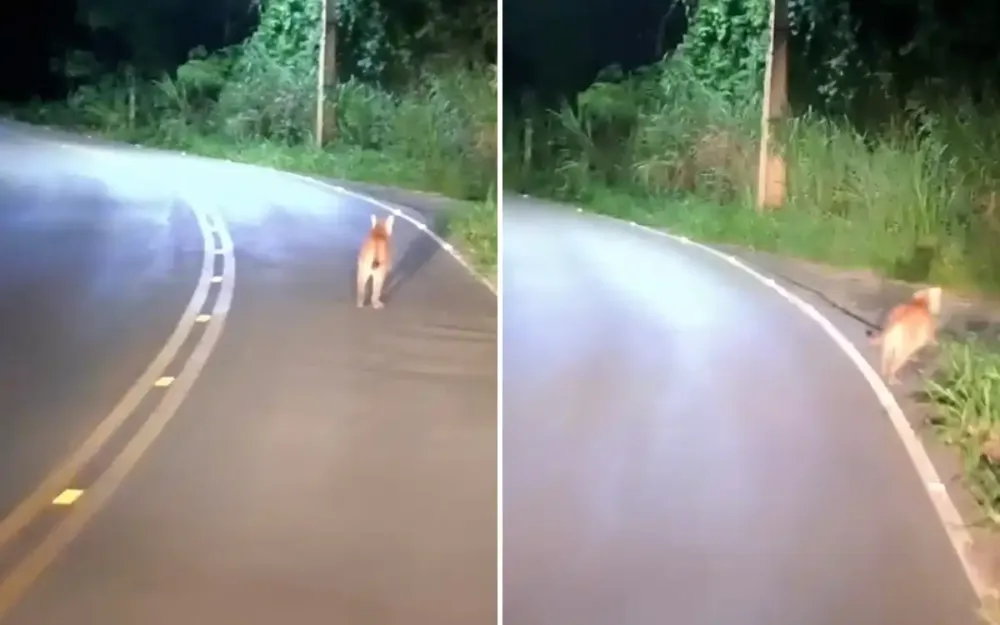 Onça-parda é avistada na estrada Aurélio Frias Fernandes, bairro do Menin