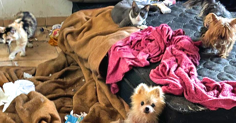 Homem é preso por maus-tratos a animais em Bragança Paulista