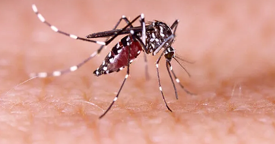 Amparo registra óbito por dengue e investiga 4 falecimentos