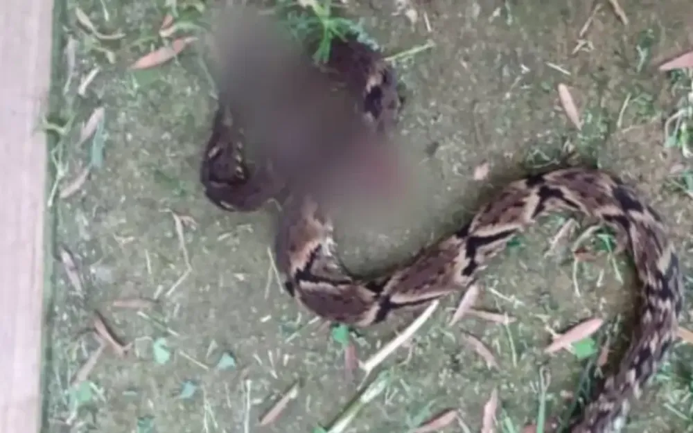 Homem morre após ser picado por cobra em Monte Verde