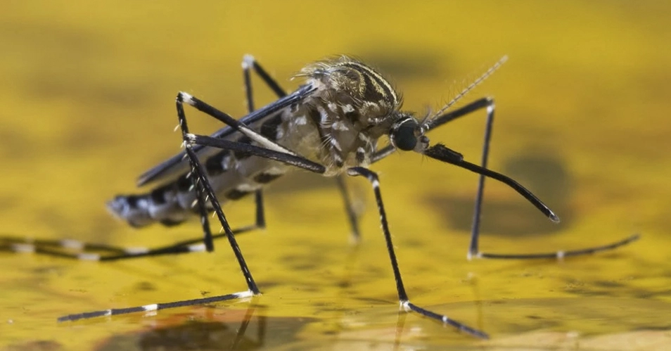 Óbitos de febre amarela são registrados em cidades da região