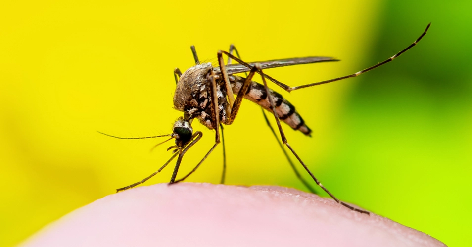 Febre Amarela: Amparo é a 5ª cidade da região a registrar óbito