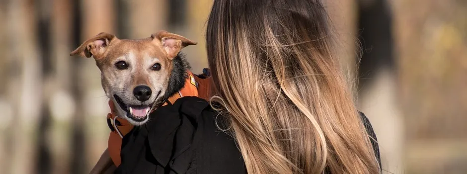 Fevereiro Roxo alerta para doenças degenerativas em animais idosos